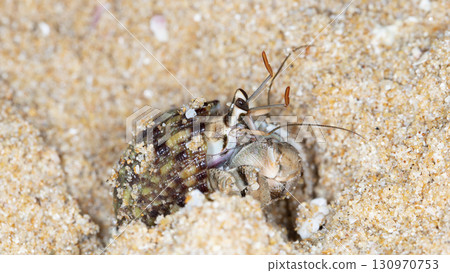 crab on the beach, night shooting by the ocean 130970753