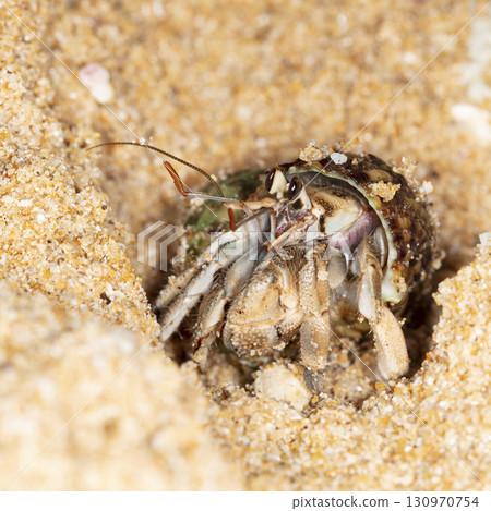 crab on the beach, night shooting by the ocean crab on the beach, night shooting by the ocean 130970754
