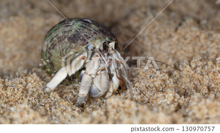 crab on the beach, night shooting by the ocean 130970757