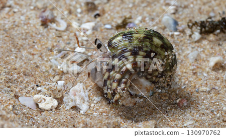 crab on the beach, night shooting by the ocean 130970762