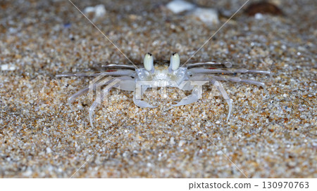 crab on the beach, night shooting by the ocean crab on the beach, night shooting by the ocean 130970763