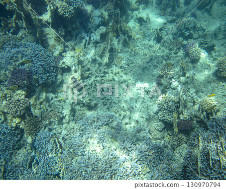 sea fish, coral reef, underwater sea fish, coral reef, underwater 130970794