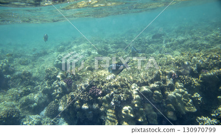 sea fish, coral reef, underwater 130970799