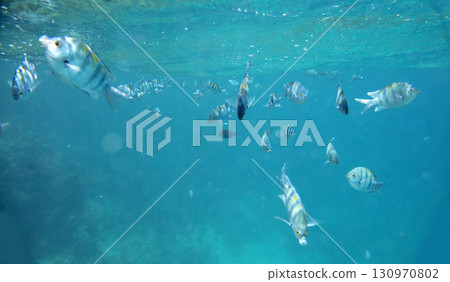 sea fish, coral reef, underwater 130970802