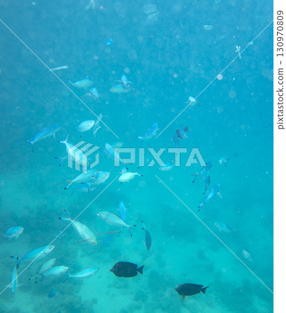 sea fish, coral reef, underwater sea fish, coral reef, underwater 130970809