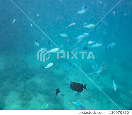 sea fish, coral reef, underwater 130970810