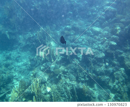 sea fish, coral reef, underwater 130970823