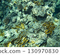 sea fish, coral reef, underwater 130970830
