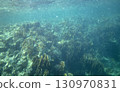 sea fish, coral reef, underwater 130970831