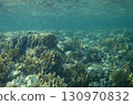 sea fish, coral reef, underwater 130970832