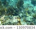 sea fish, coral reef, underwater 130970834