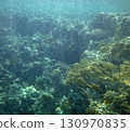 sea fish, coral reef, underwater 130970835