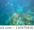 sea fish, coral reef, underwater 130970836