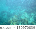 sea fish, coral reef, underwater 130970839