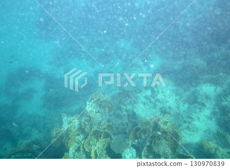sea fish, coral reef, underwater 130970839