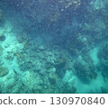 sea fish, coral reef, underwater 130970840