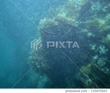 sea fish, coral reef, underwater sea fish, coral reef, underwater 130970841