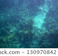sea fish, coral reef, underwater 130970842