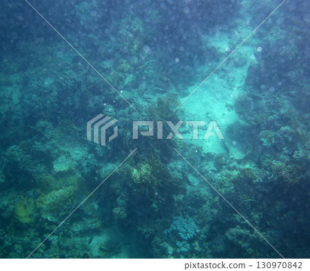 sea fish, coral reef, underwater sea fish, coral reef, underwater 130970842