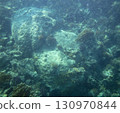 sea fish, coral reef, underwater 130970844