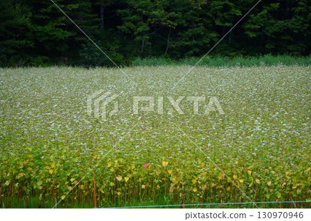 Soba field where white flowers bloomed Soba field where white flowers bloomed 130970946