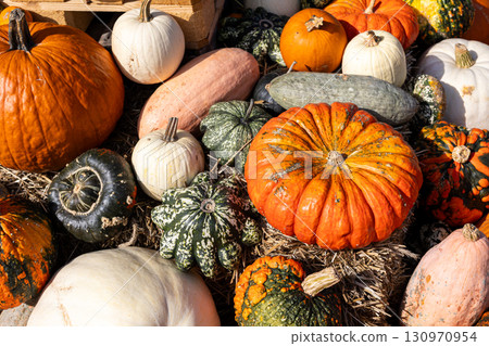 Assorted pumpkins and gourds in various shapes and colors are displayed on straw. Fresh autumn harvest creates a rustic festive scene filled with vibrant seasonal textures 130970954