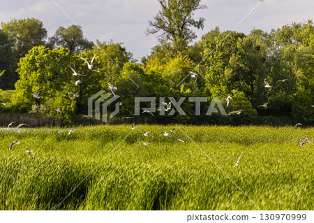 A dense field of tall green reeds stretches across the foreground as white birds soar above, with lush trees and a partly cloudy sky forming a tranquil natural backdrop. 130970999