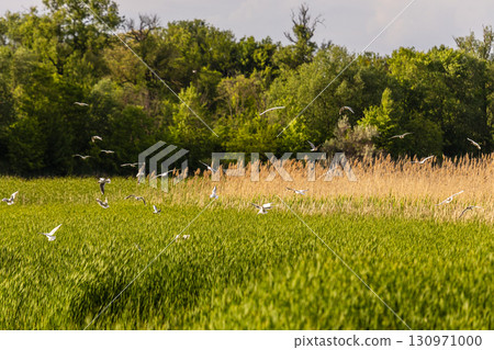 A dense field of tall green reeds stretches across the foreground as white birds soar above, with lush trees and a partly cloudy sky forming a tranquil natural backdrop. 130971000