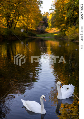 Two white swans glide peacefully across a pond framed by golden autumn trees, with reflections in the water shimmering against the backdrop of a Chinese bridge. 130971003