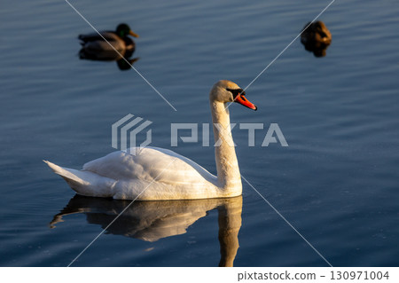 A white swan glides across calm water, glowing in golden hour light, with mallard ducks trailing behind and reflections shimmering in the tranquil scene. A white swan glides across calm water, glowing in golden hour light, with mallard ducks trailing behind and reflections shimmering in the tranquil scene. 130971004