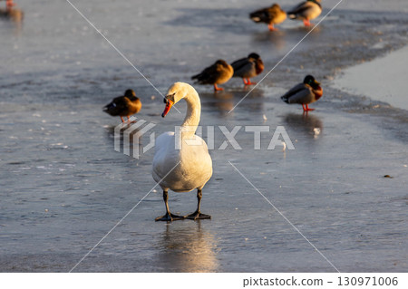 A white swan stands poised on a frozen pond, surrounded by ducks scattered across the glossy ice, all bathed in warm golden hour light and long winter shadows. 130971006