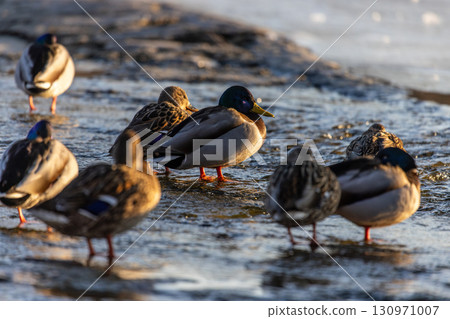 A group of ducks wade and rest in gently flowing water, bathed in golden hour light, with one iridescent-headed duck standing on one leg in the foreground. A group of ducks wade and rest in gently flowing water, bathed in golden hour light, with one iridescent-headed duck standing on one leg in the foreground. 130971007