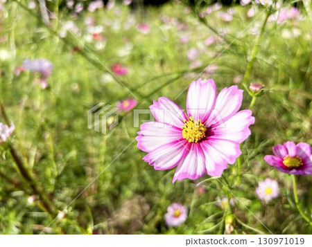 沐浴在陽光下的波斯菊花的特寫 130971019