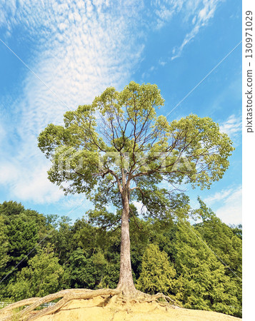 Pele's tree towering over Odaka Green Park Pele's tree towering over Odaka Green Park 130971029
