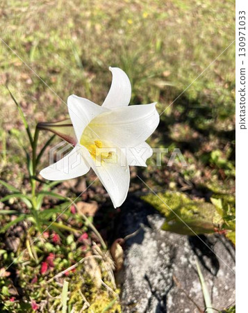 Close-up of a lily flower bathed in sunlight Close-up of a lily flower bathed in sunlight 130971033