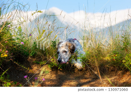 fuzzy dog puppy in green grass and flowers 130971060