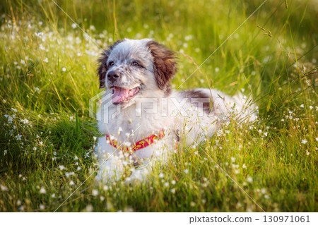 Puppy lying In the grass, close up portrait Puppy lying In the grass, close up portrait 130971061
