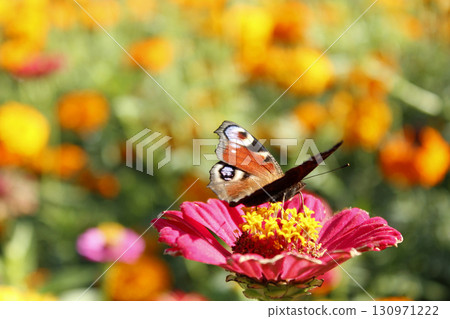 butterfly peacock eye collecting nectar on the zinnia butterfly peacock eye collecting nectar on the zinnia 130971222