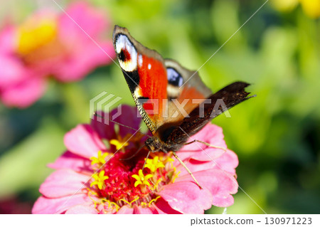 butterfly peacock eye collecting nectar on zinnia. insect on flower butterfly peacock eye collecting nectar on zinnia. insect on flower 130971223