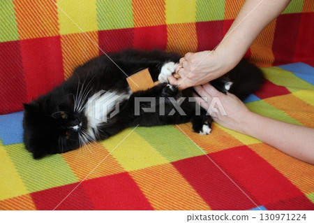 Mistress combing her cat. Taking care of domestic pet 130971224