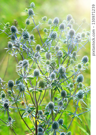 Prickly flowers of eryngium. Wildflowers 130971239
