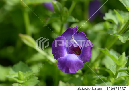 藍豬耳 藍豬耳 130971287