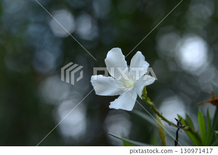 Pinewood Pinewood 130971417