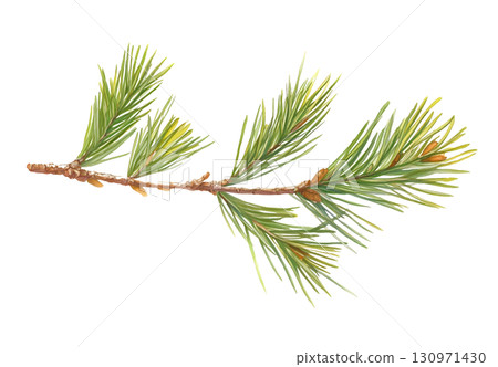 Detailed Illustration of a Pine Branch Showing Green Needles and Pine Cones 130971430