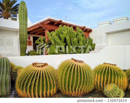Round golden barrel cacti, Echinocactus grusonii are prominently displayed in front of a white stucco house on Lanzarote, Spain Round golden barrel cacti, Echinocactus grusonii are prominently displayed in front of a white stucco house on Lanzarote, Spain 130971614