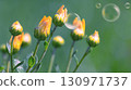 Yellow flower buds on a green background with soap bubbles in the air nearby. Minimalism 130971737