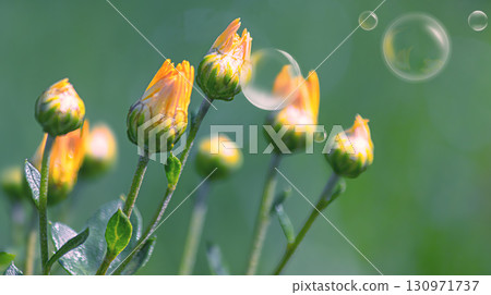 Yellow flower buds on a green background with soap bubbles in the air nearby. Minimalism 130971737