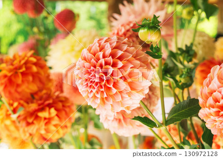 Vibrant orange dahlias create a stunning floral display for special occasions 130972128
