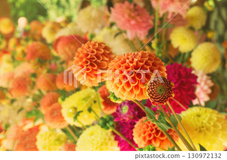 Bright orange dahlias bloom in a vibrant garden setting, perfect for celebrations and decor Bright orange dahlias bloom in a vibrant garden setting, perfect for celebrations and decor 130972132