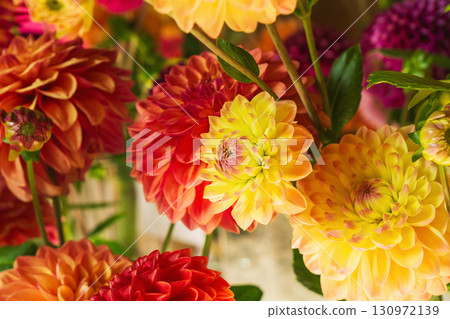 Vibrant orange and yellow dahlias bloom beautifully, showcasing their lush petals 130972139